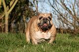 BULLDOG ANGLAIS 128